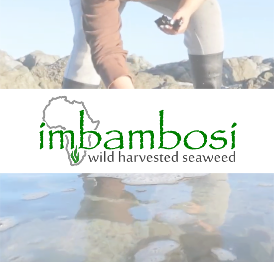 website logos imbambosi